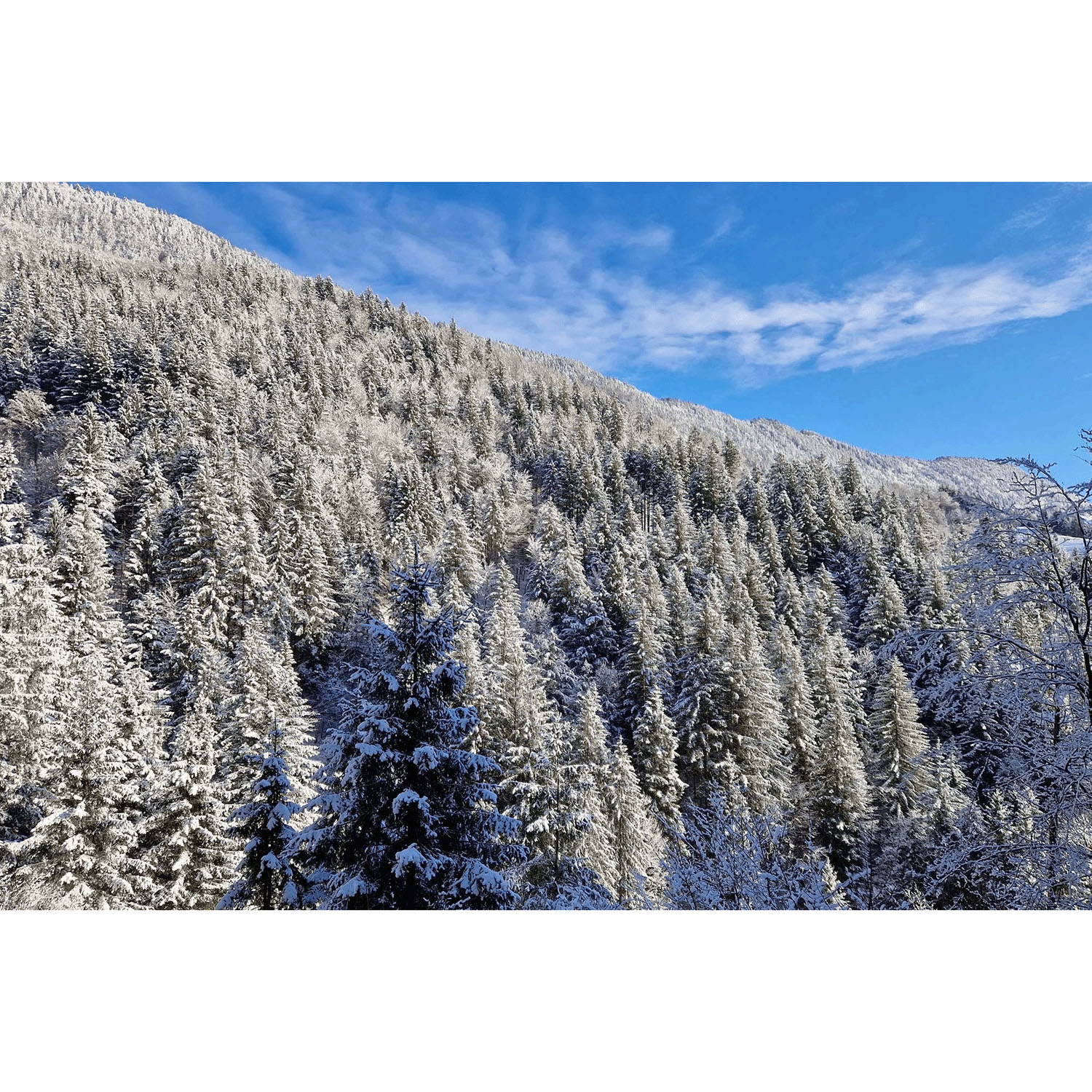 ニオイ移りのないモミの消臭スティック - 画像10