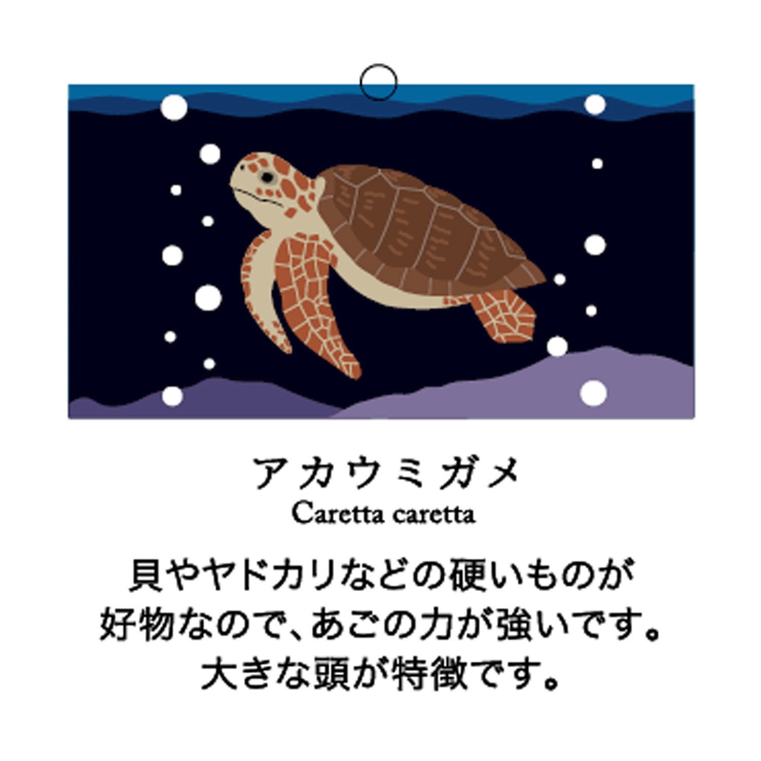 STREAM  うみのいきもの SOCKS - 画像15