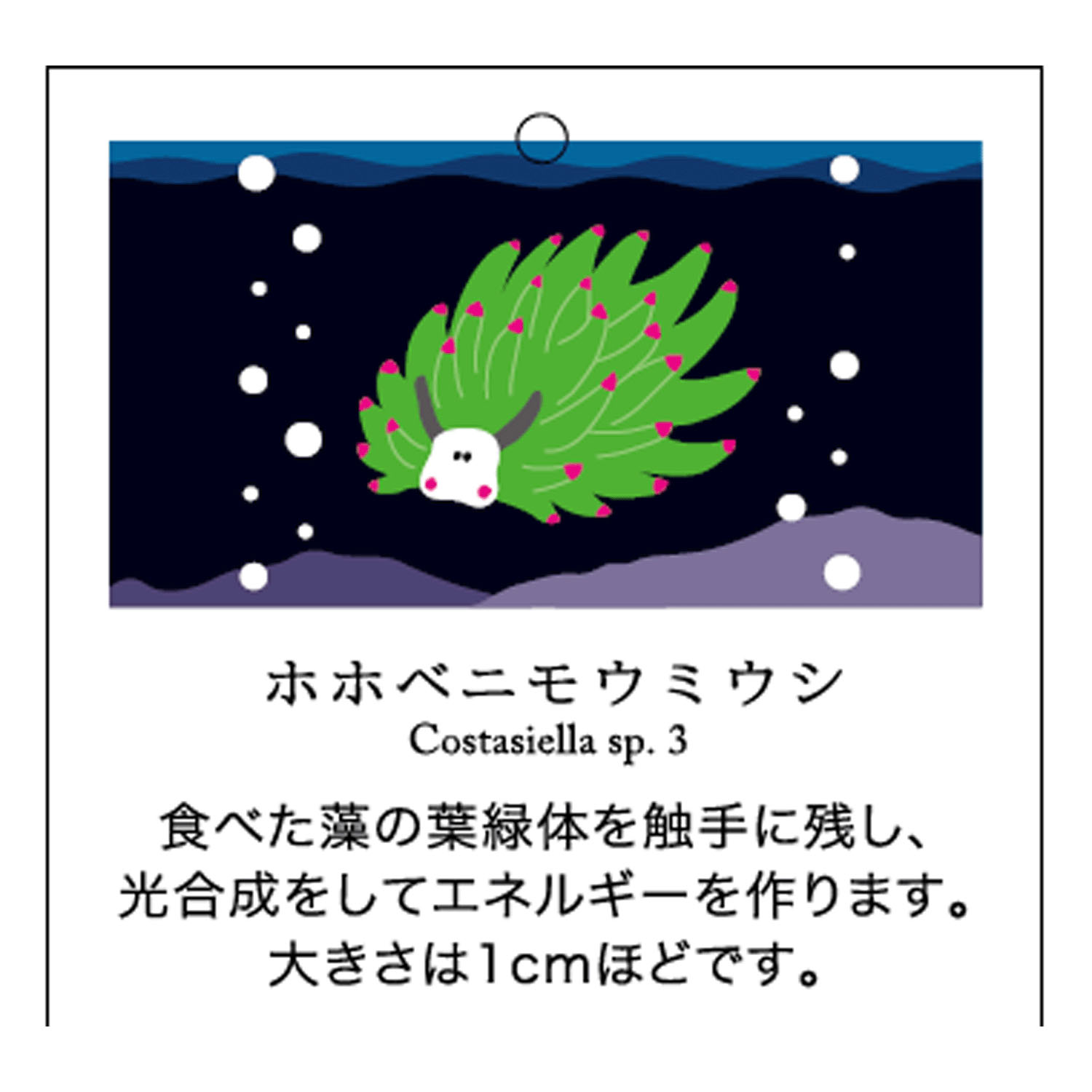 STREAM  うみのいきもの SOCKS - 画像5