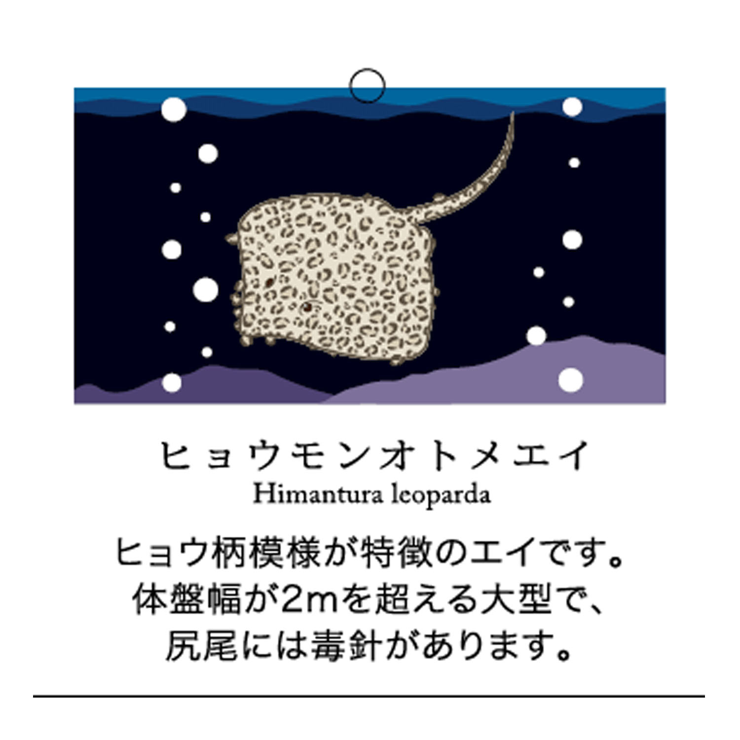 STREAM  うみのいきもの SOCKS - 画像8