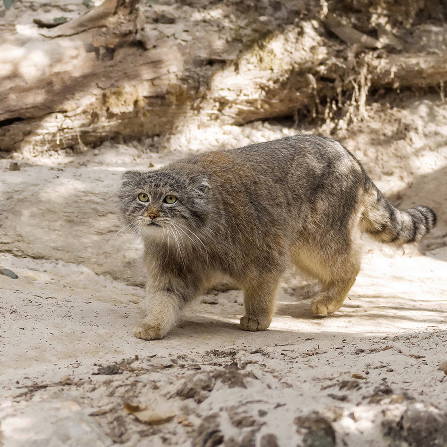 Miita 【Animal】マヌルネコ／モスグリーン - 画像6