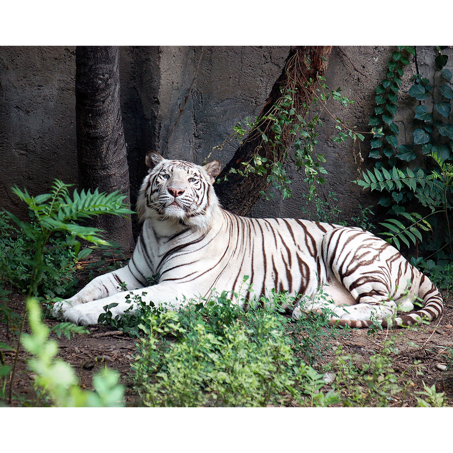 Miita 【Animal】 ホワイトタイガー／サワーグリーン - 画像5