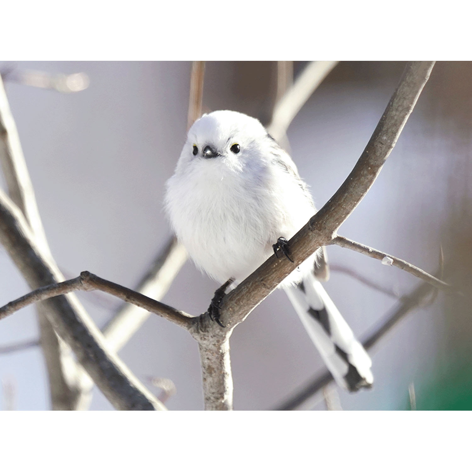 Miita 【Animal】シマエナガ／グレーmix - 画像5