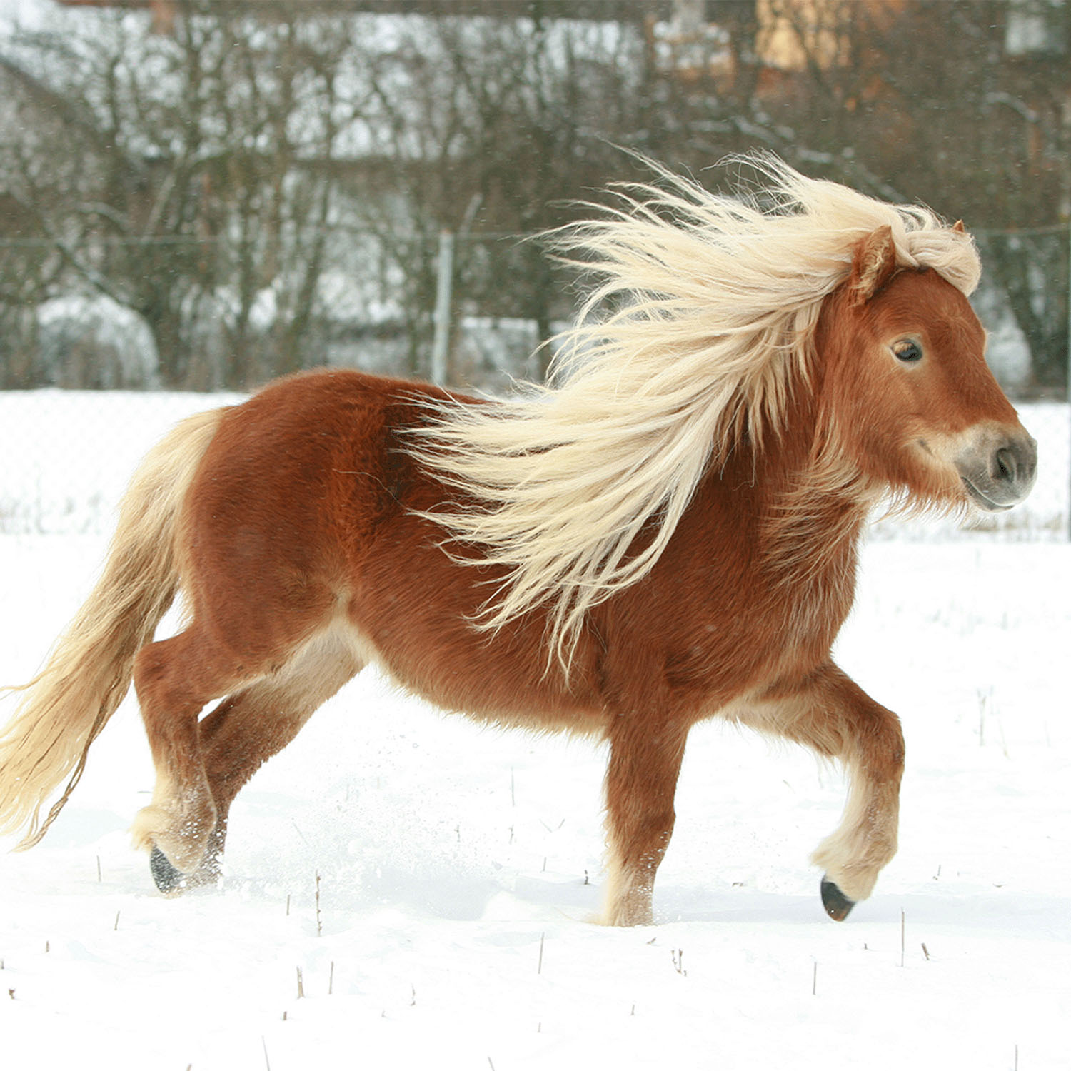 Miita 【Animal】シェットランドポニー／ブラックネイビー - 画像5