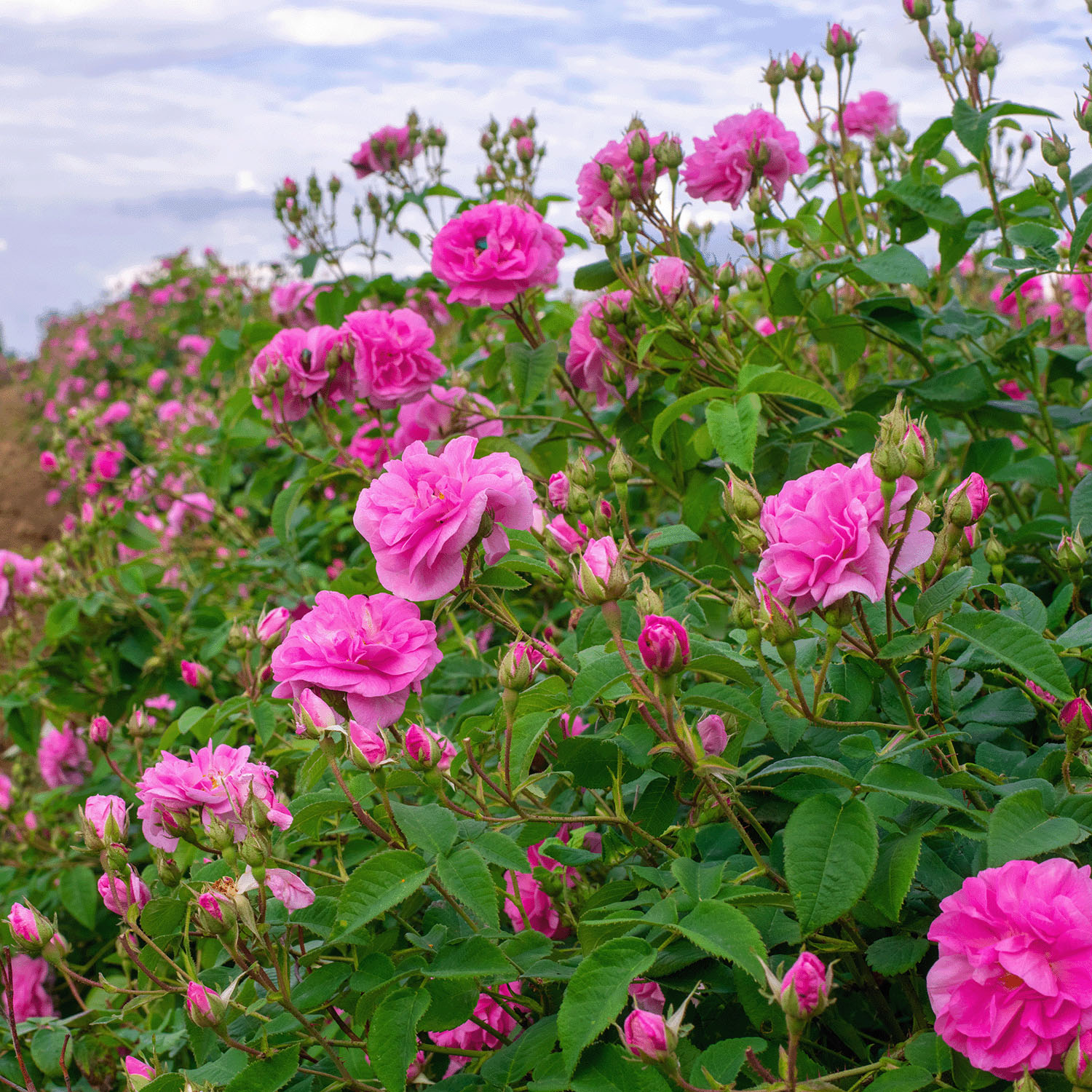 アルテヤオーガニック ブルガリアンローズ ウォーター〈化粧水〉 - 画像7