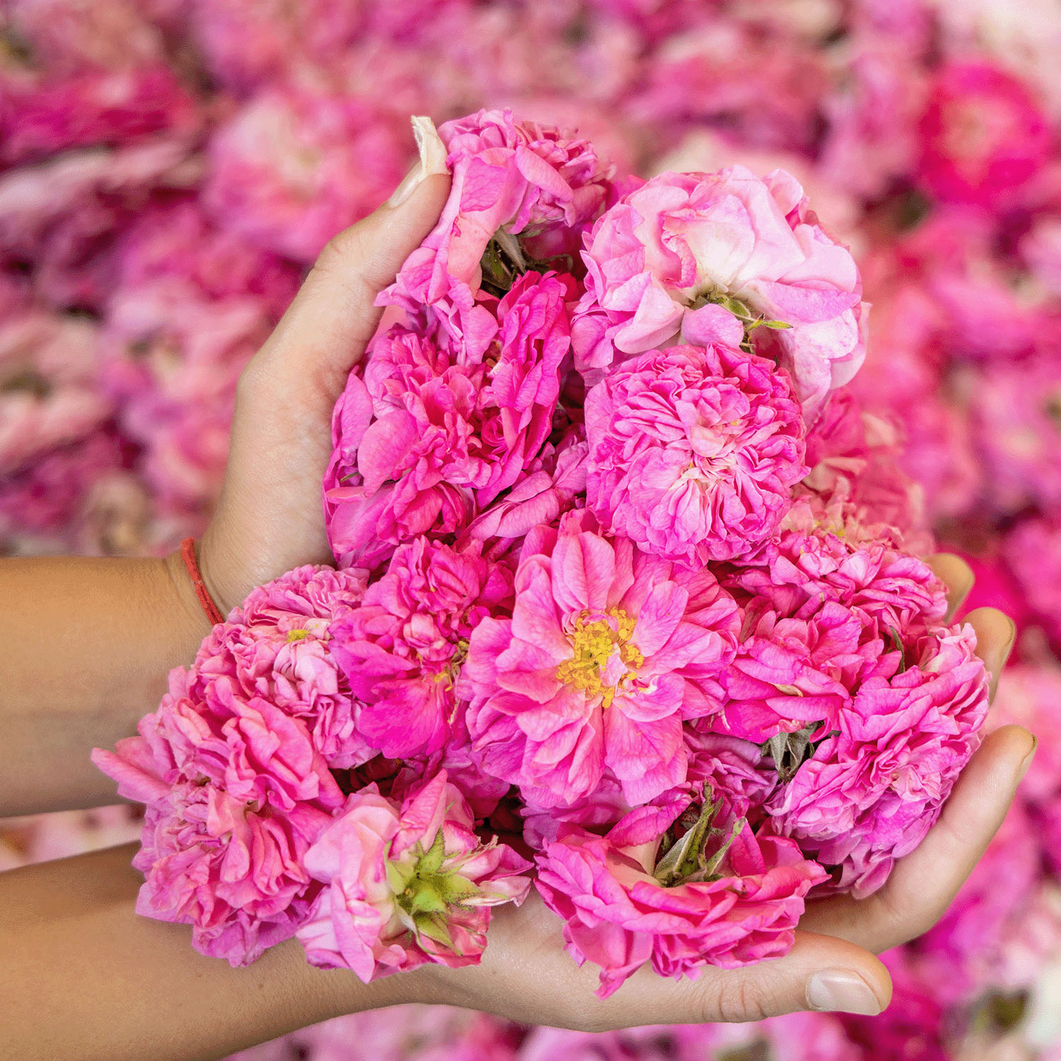 アルテヤオーガニック ブルガリアンローズ セラム〈美容液〉 - 画像6