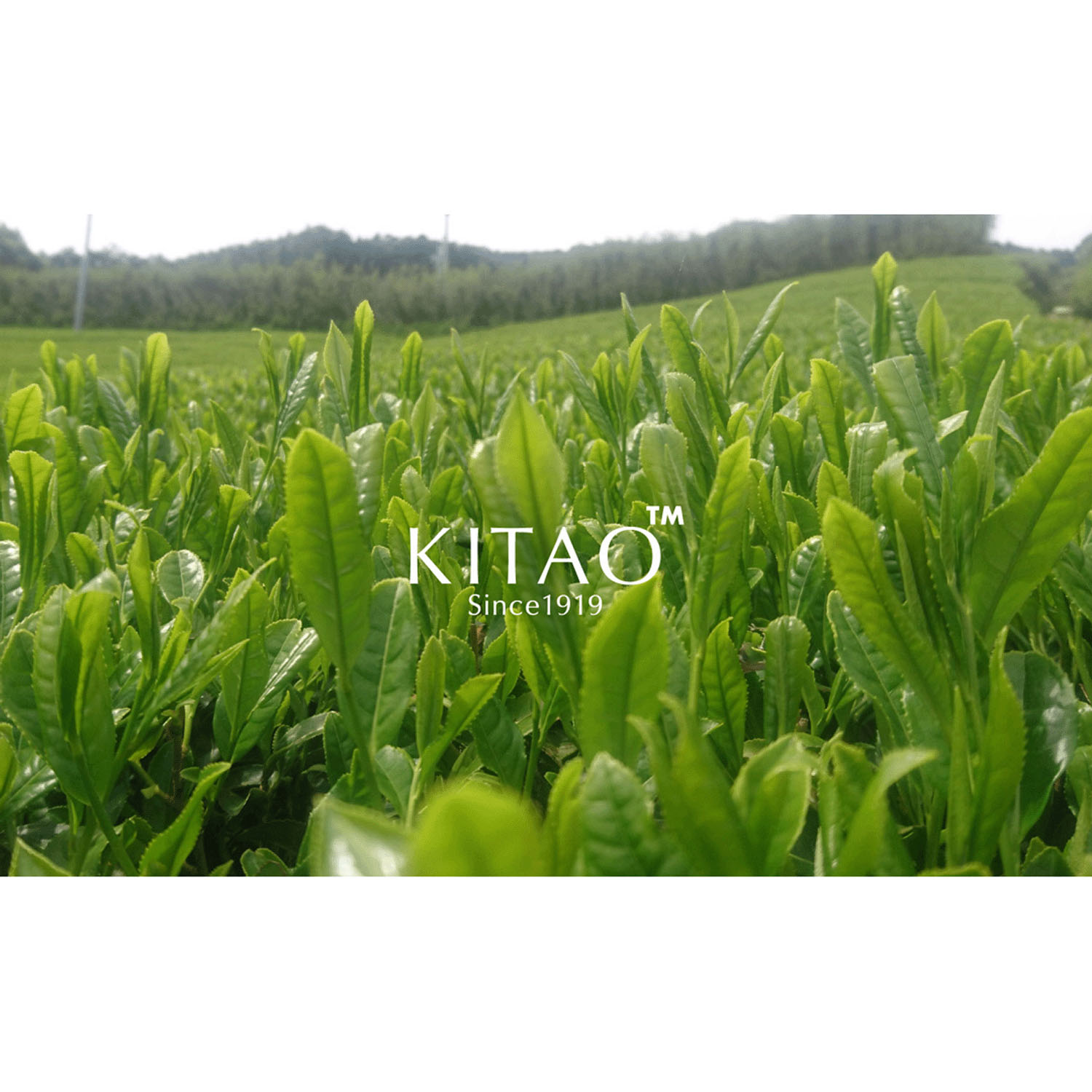 【新商品お試し割引2／26迄】KITAO MATCHAエンザイムパウダー - 画像5