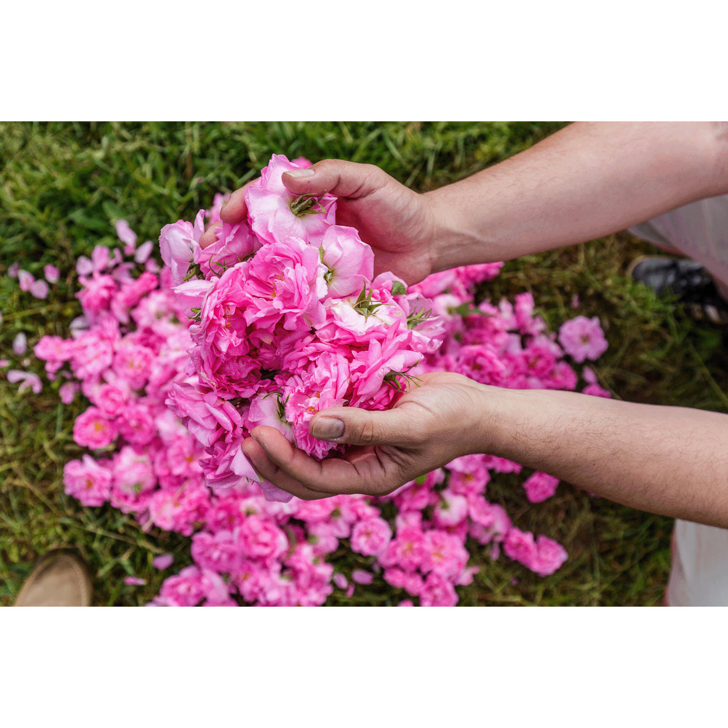 ダマスク ローズウォーター 80ml - 画像4