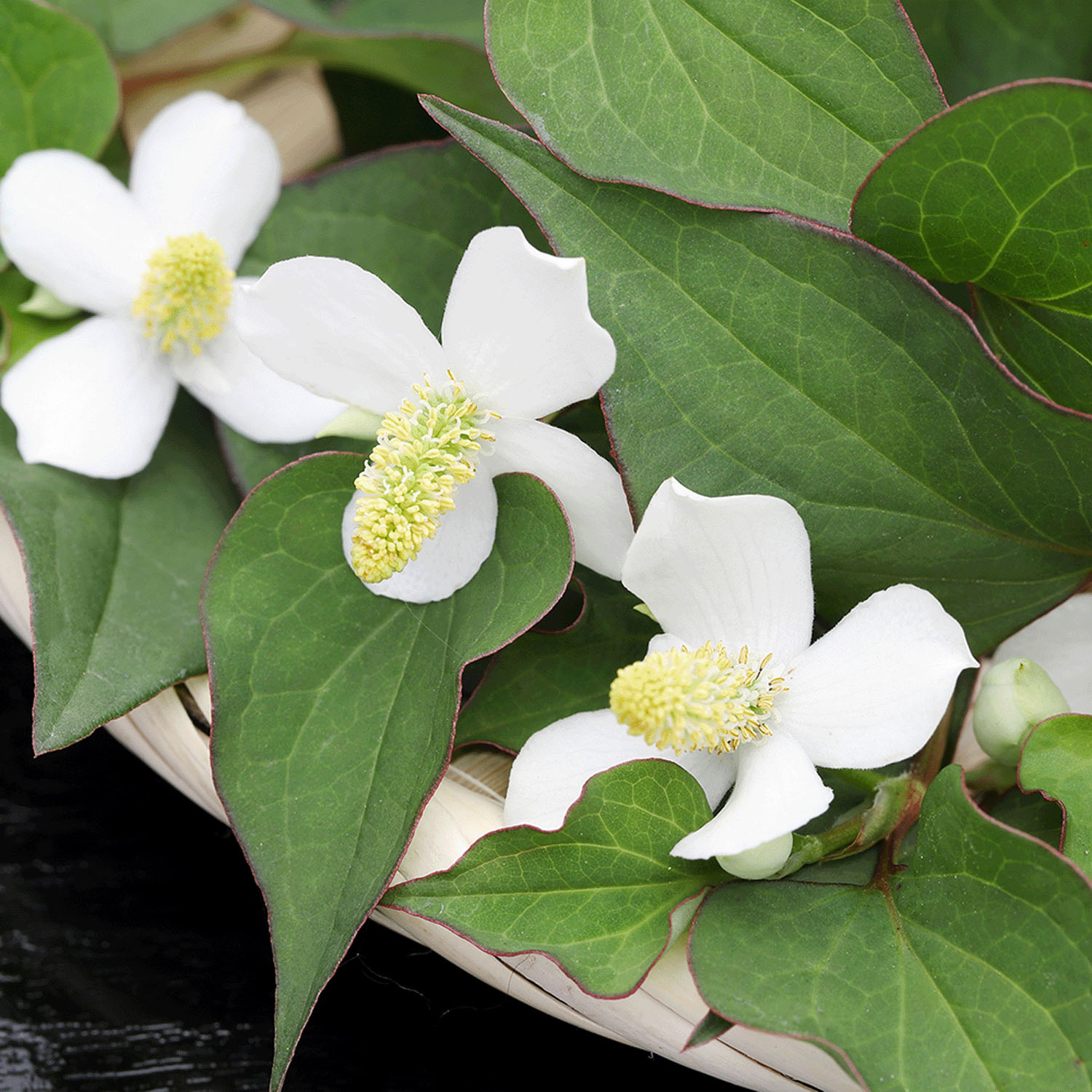 DNフェイシャルフォーム（どくだみ洗顔） - 画像4