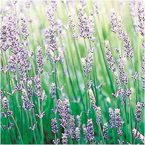 プリヴェイル NEWエッセンシャルオイルミニ ラベンダー3ml - 画像2