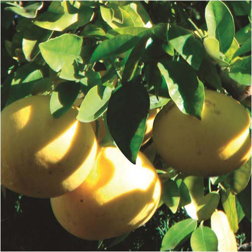 プリヴェイル エッセンシャルオイルミニ グレープフルーツ3ml - 画像2