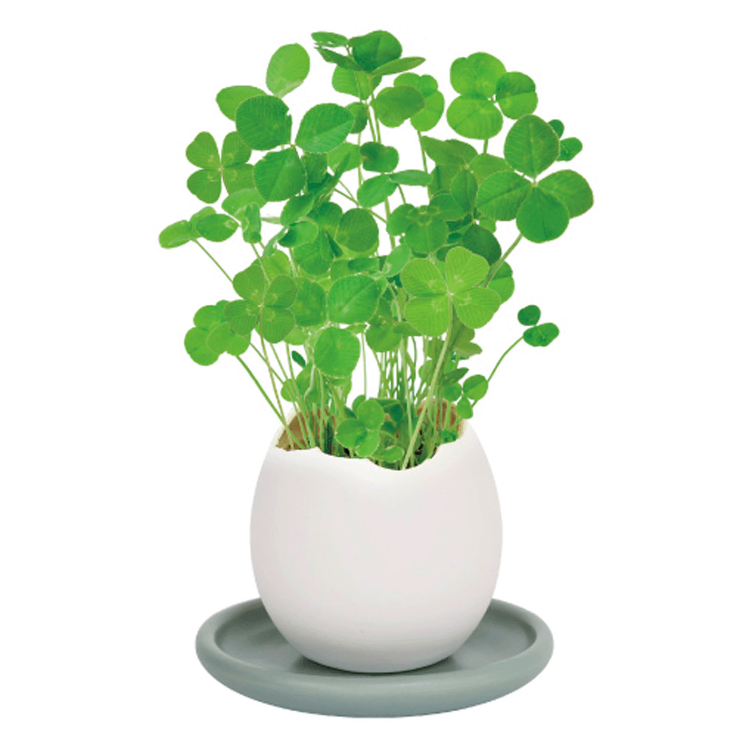 栽培 エッグリング＆ソーサー - 画像13