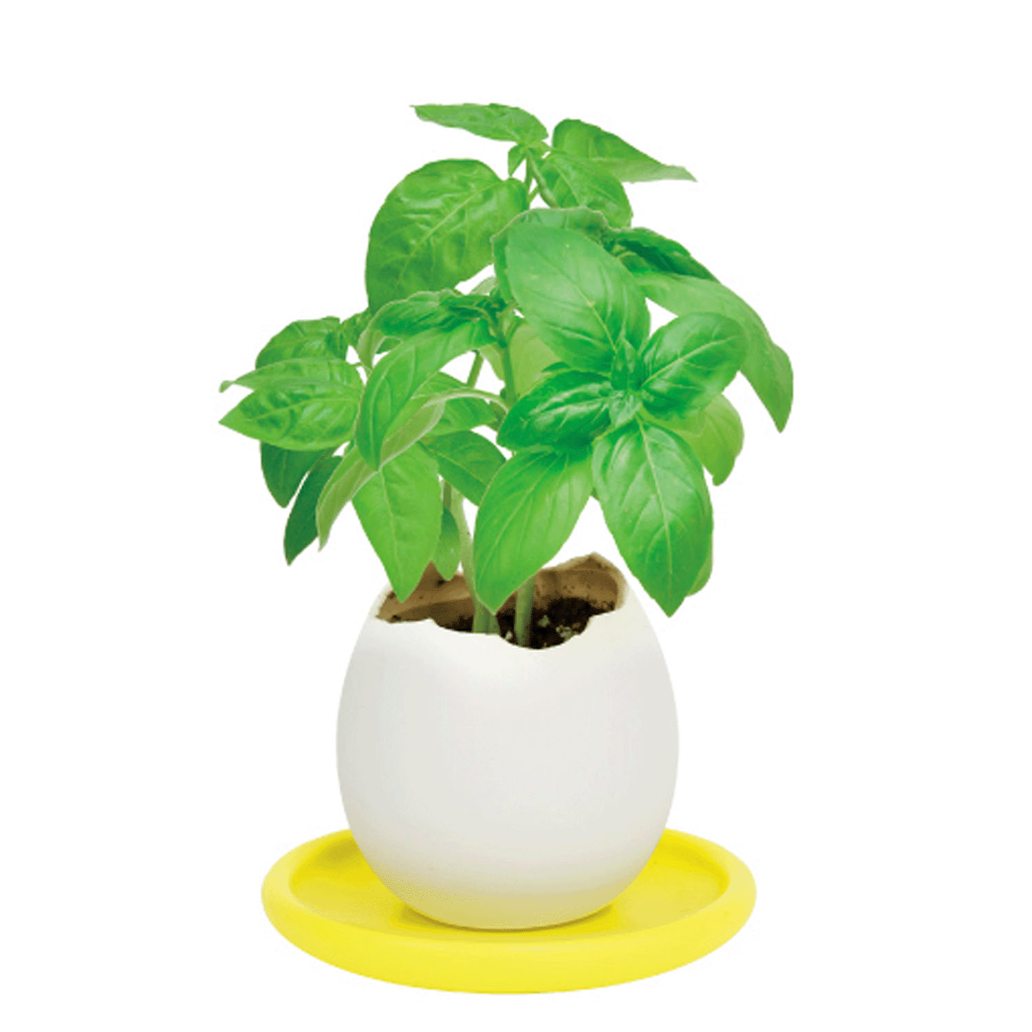 栽培 エッグリング＆ソーサー - 画像7