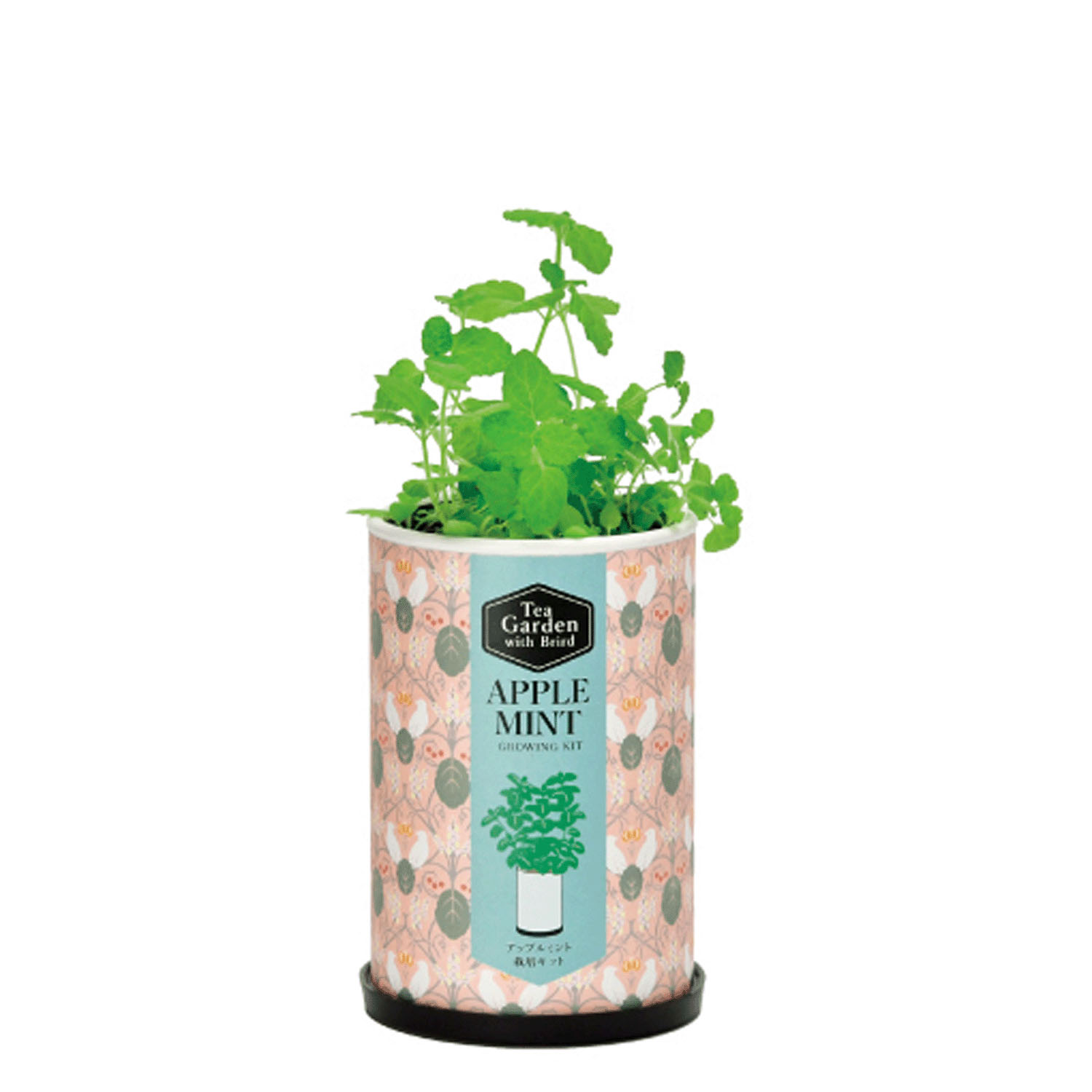 栽培セット ティーガーデン - 画像3