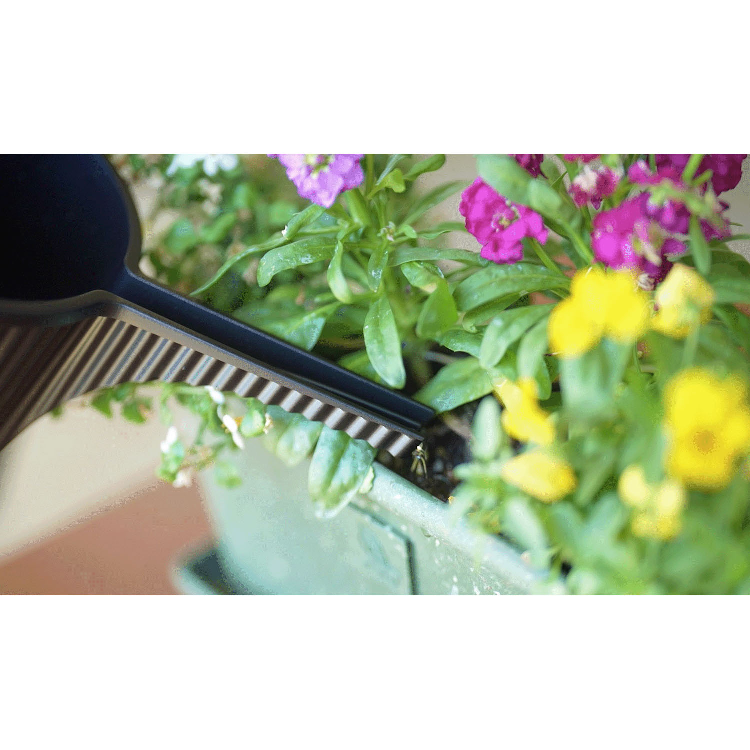 ガーデンビートル - 画像5